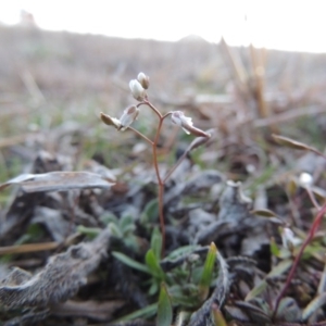 Erophila verna at Paddys River, ACT - 16 Aug 2015