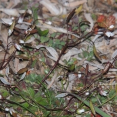 Erophila verna at Paddys River, ACT - 16 Aug 2015