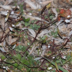 Erophila verna at Paddys River, ACT - 16 Aug 2015