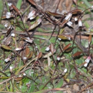 Erophila verna at Paddys River, ACT - 16 Aug 2015