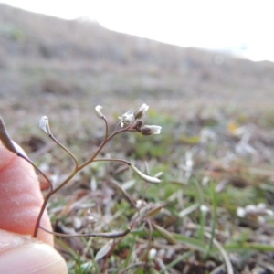 Erophila verna at Paddys River, ACT - 16 Aug 2015