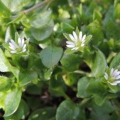 Stellaria media (Common Chickweed) at Gordon, ACT - 22 Aug 2015 by MichaelBedingfield