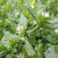 Stellaria media at Gordon, ACT - 22 Aug 2015 04:52 PM