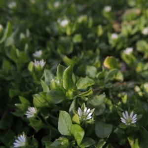 Stellaria media at Gordon, ACT - 22 Aug 2015