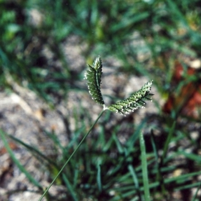 Eleusine tristachya (Goose Grass, Crab Grass, American Crows-Foot Grass) at Conder, ACT - 23 Jan 2007 by MichaelBedingfield