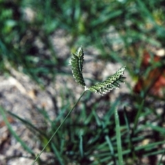 Eleusine tristachya (Goose Grass, Crab Grass, American Crows-Foot Grass) at Conder, ACT - 22 Jan 2007 by michaelb