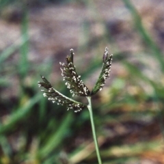 Eleusine tristachya (Goose Grass, Crab Grass, American Crows-Foot Grass) at Conder, ACT - 14 Feb 2007 by MichaelBedingfield