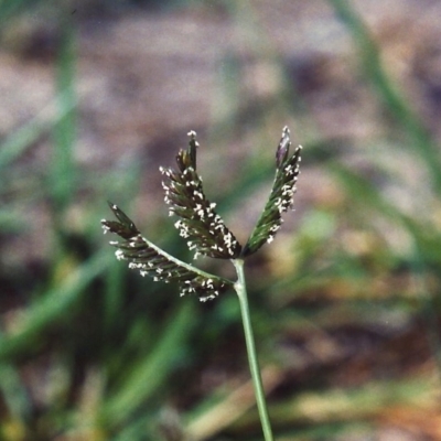 Eleusine tristachya (Goose Grass, Crab Grass, American Crows-Foot Grass) at Conder, ACT - 14 Feb 2007 by MichaelBedingfield