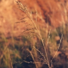 Eragrostis curvula (African Lovegrass) at Banks, ACT - 24 Jan 2010 by michaelb