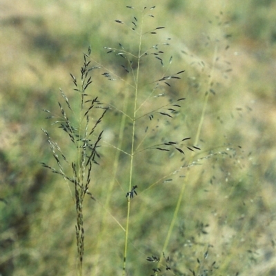 Eragrostis curvula (African Lovegrass) at Greenway, ACT - 15 Nov 2006 by MichaelBedingfield