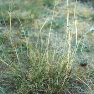 Eragrostis curvula at Greenway, ACT - 15 Nov 2006