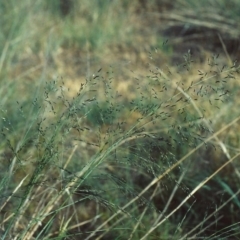 Eragrostis curvula at Greenway, ACT - 15 Nov 2006