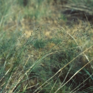 Eragrostis curvula at Greenway, ACT - 15 Nov 2006