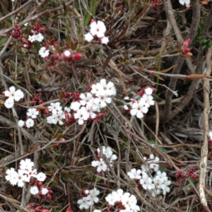 Leucopogon or Styphelia sp. at Nicholls, ACT - 23 Aug 2015