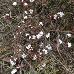 Leucopogon or Styphelia sp. at Nicholls, ACT - 23 Aug 2015