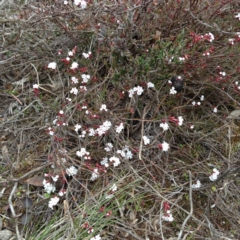 Leucopogon or Styphelia sp. at Nicholls, ACT - 23 Aug 2015