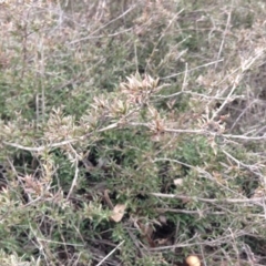 Gaudium multicaule (Teatree) at Nicholls, ACT - 23 Aug 2015 by gavinlongmuir