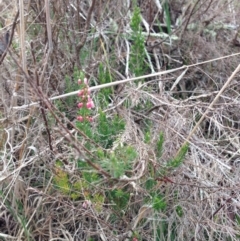 Erica lusitanica (Spanish Heath ) at Nicholls, ACT - 23 Aug 2015 by gavinlongmuir