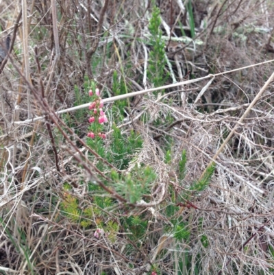 Erica lusitanica (Spanish Heath ) at Percival Hill - 23 Aug 2015 by gavinlongmuir