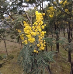 Acacia dealbata (Silver Wattle) at Crace, ACT - 23 Aug 2015 by gavinlongmuir