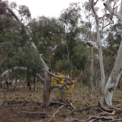 Eucalyptus mannifera at Percival Hill - 23 Aug 2015 by gavinlongmuir