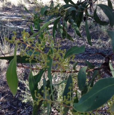 Acacia pycnantha at Percival Hill - 19 Jul 2015 by gavinlongmuir