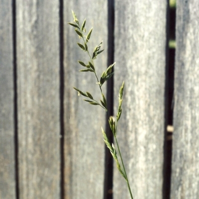 Lolium arundinaceum (Tall Fescue) at Conder, ACT - 11 Mar 2007 by michaelb