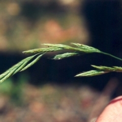 Festuca rubra (Red Fescue) at Conder, ACT - 12 Dec 2009 by MichaelBedingfield