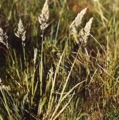 Holcus lanatus (Yorkshire Fog) at Gordon, ACT - 21 Oct 2006 by michaelb