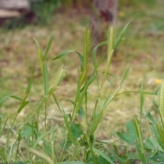 Hordeum leporinum (Barley Grass) at Conder, ACT - 15 Oct 2005 by michaelb