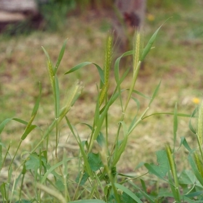 Hordeum leporinum (Barley Grass) at Conder, ACT - 16 Oct 2005 by MichaelBedingfield