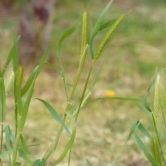 Hordeum leporinum at Conder, ACT - 16 Oct 2005