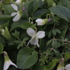 Viola odorata (Sweet Violet, Common Violet) at Bonython, ACT - 26 Aug 2015 by michaelb