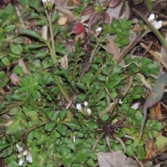 Cardamine sp. (Bittercress) at Bonython, ACT - 26 Aug 2015 by michaelb