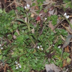 Cardamine sp. at Bonython, ACT - 26 Aug 2015