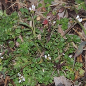 Cardamine sp. at Bonython, ACT - 26 Aug 2015