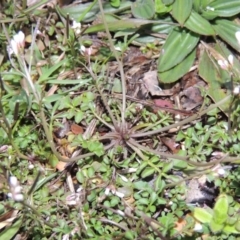 Cardamine sp. at Bonython, ACT - 26 Aug 2015 07:02 PM