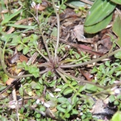 Cardamine sp. at Bonython, ACT - 26 Aug 2015