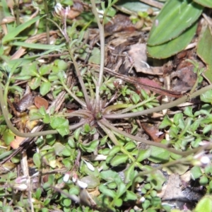 Cardamine sp. at Bonython, ACT - 26 Aug 2015