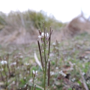 Cardamine sp. at Bonython, ACT - 26 Aug 2015 07:02 PM