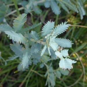 Acacia baileyana at Bruce, ACT - 14 Aug 2015