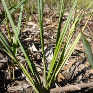 Dianella revoluta var. revoluta at Bruce, ACT - 14 Aug 2015 11:29 AM