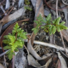 Cheilanthes austrotenuifolia (Rock Fern) at Bruce, ACT - 14 Aug 2015 by JanetRussell