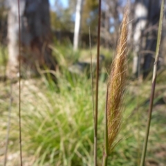 Dichelachne (genus) (Plume Grasses) at Bruce, ACT - 14 Aug 2015 by JanetRussell