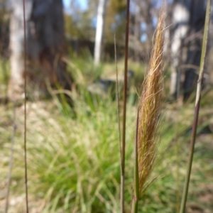 Dichelachne sp. at Bruce, ACT - 14 Aug 2015 11:42 AM