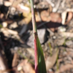 Dichelachne sp. at Bruce, ACT - 14 Aug 2015