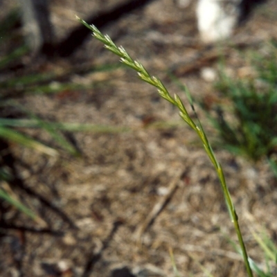 Lolium perenne (Perennial Ryegrass) at Pollinator-friendly garden Conder - 11 Mar 2007 by michaelb