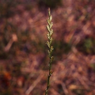 Lolium perenne (Perennial Ryegrass) at Lake Tuggeranong - 20 Mar 2007 by michaelb