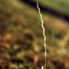 Lolium perenne (Perennial Ryegrass) at Lake Tuggeranong - 7 Mar 2007 by michaelb