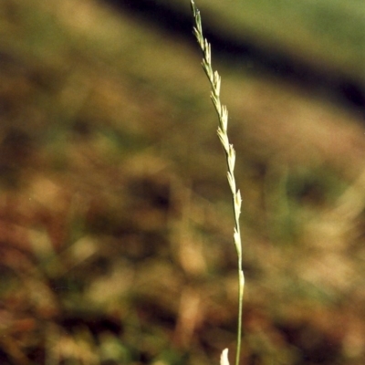 Lolium perenne (Perennial Ryegrass) at Greenway, ACT - 7 Mar 2007 by michaelb